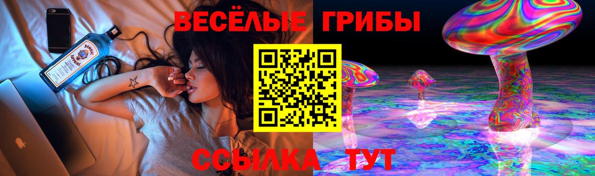 Псилоцибиновые грибы Psilocybe Торжок